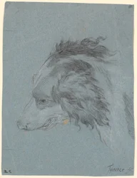 Cabeza de perro