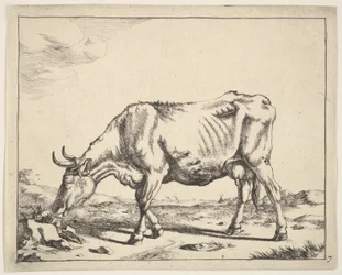 Vaca, después de Paulus Potter