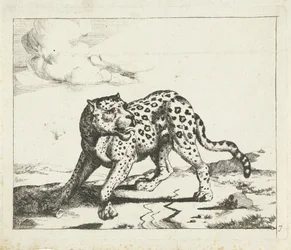 Leopardo, de pie a la izquierda, cabeza a la derecha. Leopardos (título de la serie)