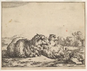 Ovejas, de un conjunto de 16 láminas, 1664