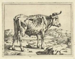 toro, posición, por, roca Bovinos y porcinos (título de la serie)