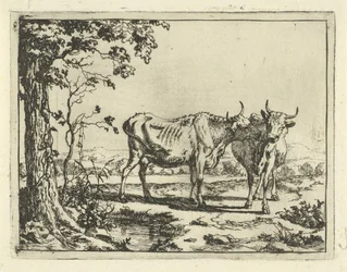Dos vacas lamiéndose Bovinos y porcinos (título de la serie)