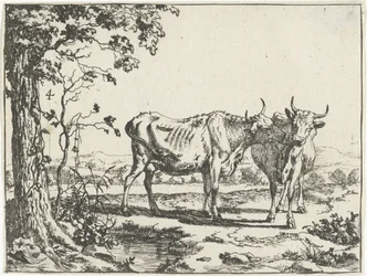 Dos vacas lamiéndose bovinos y porcinos