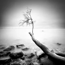 La serenidad de un árbol desnudo