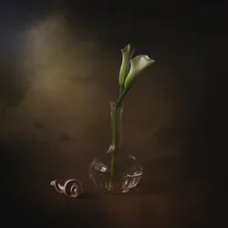 Elegantes calas