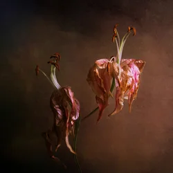Lirios elegantes que se marchitan
