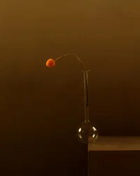 Flor de naranjo minimalista