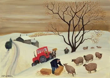 Llevar el heno a las ovejas en tractor