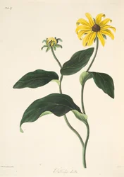 Rudbeckia de ojos negros, de Ilustraciones florales de las estaciones, publicado en 1829