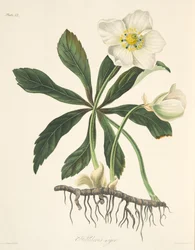 Eléboro negro o rosa de Navidad, de Ilustraciones florales de las estaciones, publicado en 1829