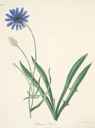Catananche azul, de Ilustraciones florales de las estaciones, pub. 1829