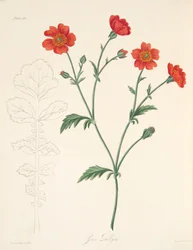 Geum chileno, de Ilustraciones florales de las estaciones, pub. 1829