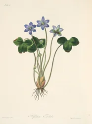 Hepática azul común, de Ilustraciones florales de las estaciones, pub. 1829