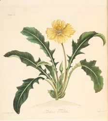 Onagra de hojas de diente de león, de Ilustraciones florales de las estaciones, pub. 1829