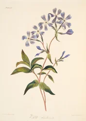 Lichnidea de floración temprana, de Ilustraciones florales de las estaciones, pub. 1829