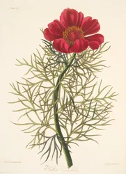 Peonía de hojas finas, de Ilustraciones florales de las estaciones, pub. 1829