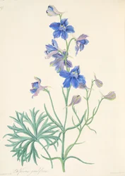 Espuela de caballero de flores grandes, de Ilustraciones florales de las estaciones, publicado en 1829