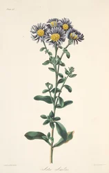 Áster italiano, de Ilustraciones florales de las estaciones, pub. 1829