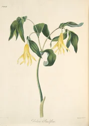 Bellwort de flores grandes, de «Floral Illustrations of the Seasons», publicado en 1829