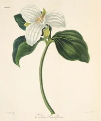 Trillium de flores grandes, de Ilustraciones florales de las estaciones, pub. 1829