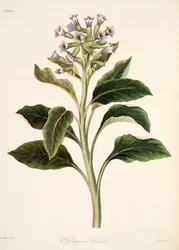 Hyoscyamus oriental, de Ilustraciones florales de las estaciones, pub. 1829