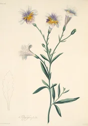 Salpiglosis pintada, de Ilustraciones florales de las estaciones, pub. 1829