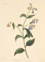Pulmonaria paniculada, de Ilustraciones florales de las estaciones, pub. 1829