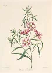Clarkia bonita, de Ilustraciones florales de las estaciones, pub. 1829