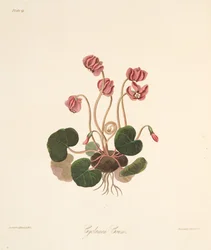 Ciclamen de hojas redondas, de Ilustraciones florales de las estaciones, pub. 1829