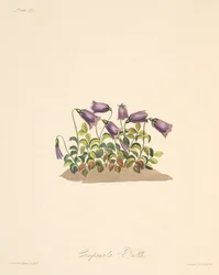 Campanilla rojiza, de Ilustraciones florales de las estaciones, pub. 1829