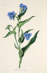 Commelina azul cielo, de Ilustraciones florales de las estaciones, pub. 1829