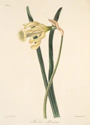 Narciso español, de Ilustraciones florales de las estaciones, pub. 1829