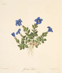 Genciana de primavera, de Ilustraciones florales de las estaciones, pub. 1829