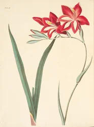 Hermosa Flor de Maíz, de Ilustraciones Florales de las Estaciones, pub. 1829