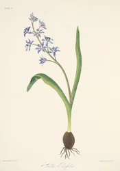 Escila de dos hojas, de Ilustraciones florales de las estaciones, pub. 1829