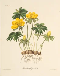 Aconito de invierno, de Ilustraciones florales de las estaciones, pub. 1829