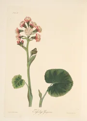 Heliotropo de invierno, de Ilustraciones florales de las estaciones, pub. 1829