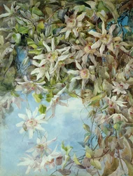 Estudio de la flor de la pasión