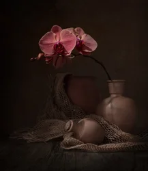 Naturaleza muerta con orquídea oscura