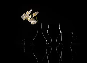 Elegantes siluetas de orquídeas