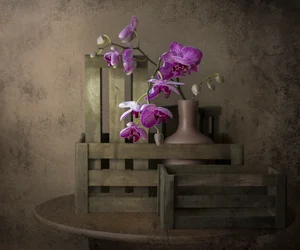 Orquídeas y cajas