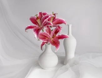 Lirios rosas en jarrones blancos
