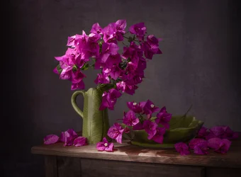 Naturaleza muerta con buganvillas de colores vivos