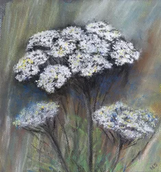 Perejil de vaca (Anthriscus Sylvestris)