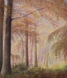 Bosques brumosos