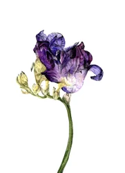 Flor de fresia, 2018