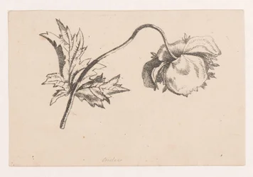 Amapola