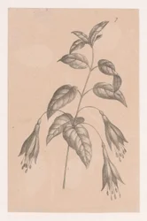 rama con flores