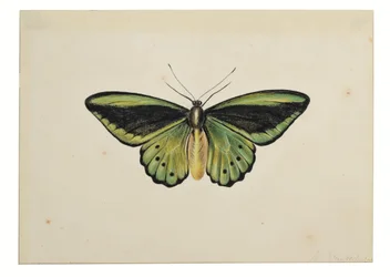 Mariposa verde común (Ornithoptera priamus)