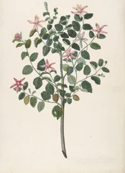 Estudio de una planta con flores rojo-púrpura Sebastiana africana purpurea, 1695